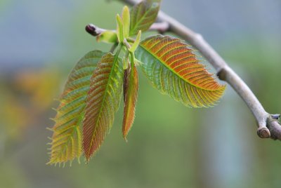 Castanea sativa 'Anny Summer Red' - kaštanovník jedlý 'Anny Summer Red' - jarní listy (2)